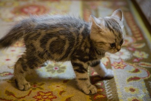 あまりの可愛さに驚くかわいい子猫の画像