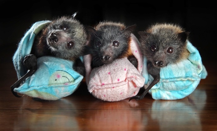 可愛すぎる動物の赤ちゃん画像