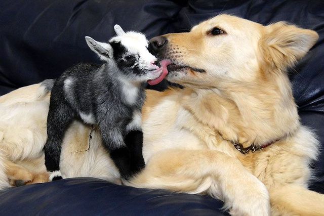 本当に可愛すぎる動物たちの写真