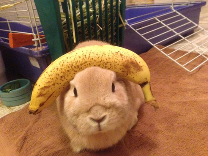 うちのウサギがおとなしいので頭にいろいろ乗せてみた写真