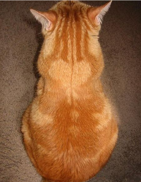 幸福を呼ぶハートマークの可愛い猫や犬の画像