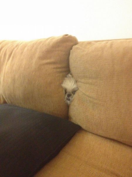 猫や犬の視線を感じる画像