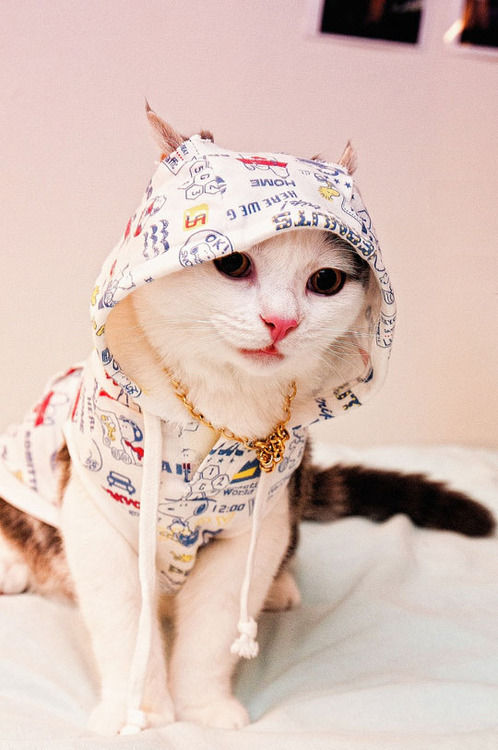 コスプレが似合いすぎるオシャレ犬・猫の写真