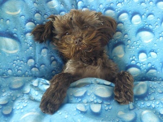 可愛すぎる動物たちが眠そうな写真