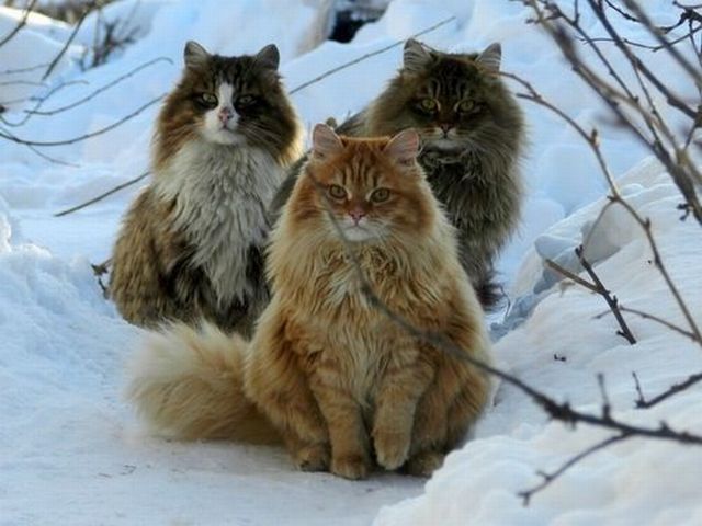 もう可愛すぎて何と言って良いのか分からない動物