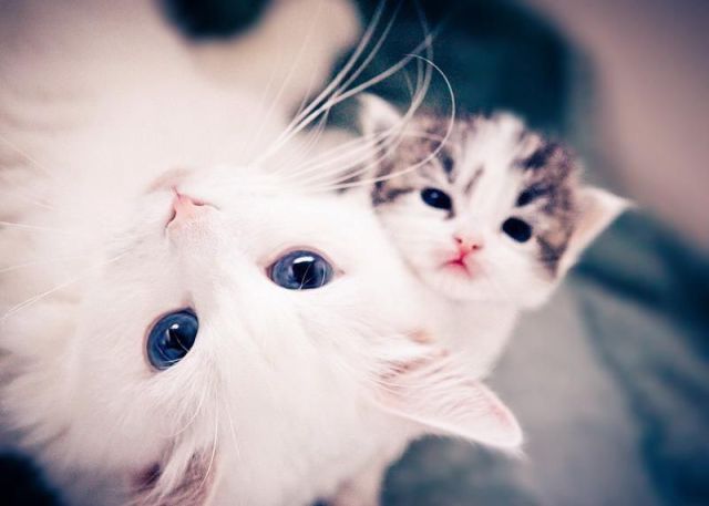 無茶苦茶かわいい動物たちに癒される写真