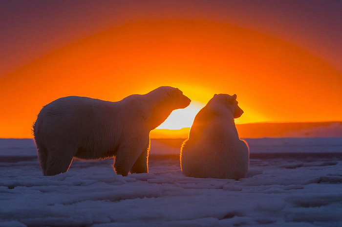 ホッキョクグマとアラスカの壮大な夕日が美しい写真