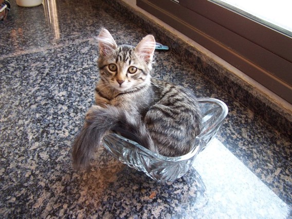あらゆる容器に流れ込む猫技「液体流動の術」の写真