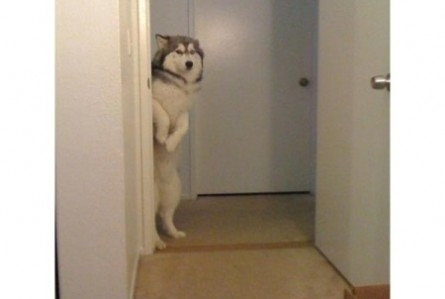 犬さんは、隠れるのが苦手！！と実感する写真