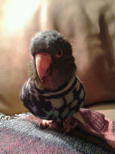 セーター着た暖かそうな動物画像