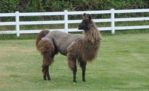 ヘアカットで失敗した惨めな動物たち
