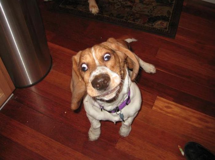 変顔や変な格好した犬の写真