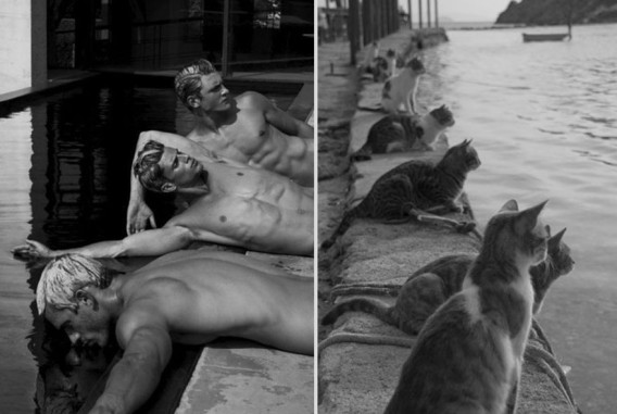 どっちが好き？同じようなポーズのイケメンと猫の比較画像