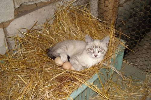 かわいい動物画像たちの画像