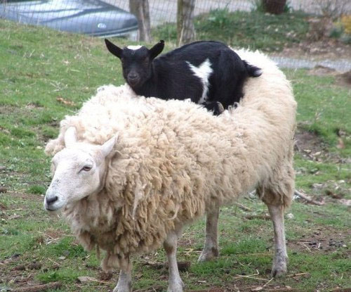 動物の上に動物が乗ると破壊力抜群になる写真