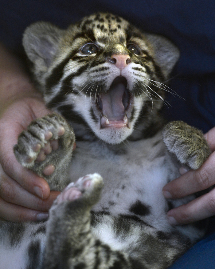 可愛すぎる動物の赤ちゃん画像