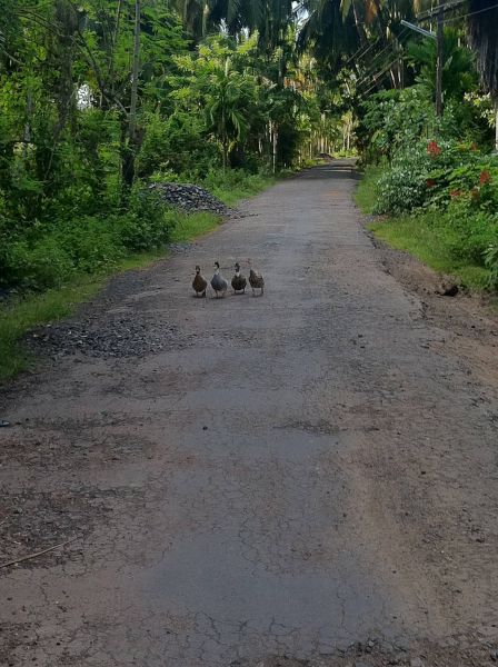 ｢通せんぼ」をしている写真