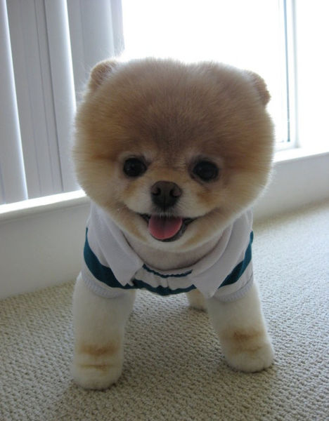 世界一可愛い子犬のBoo