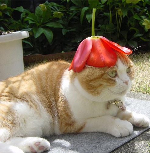 マジで可愛すぎる癒される猫の画像