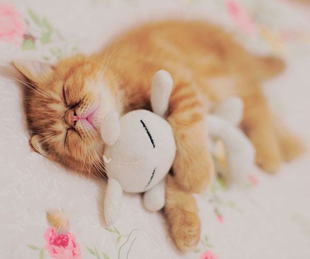 ぬいぐるみと眠る可愛い動物たちの写真