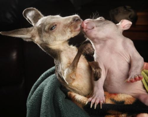 仲良しの動物カップルたちが可愛すぎる写真