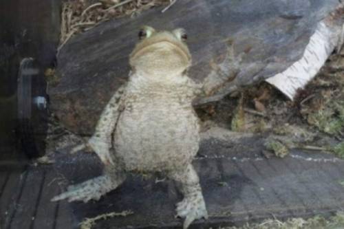 かわいい動物たちが手を振って「バイバイ」の動作する写真