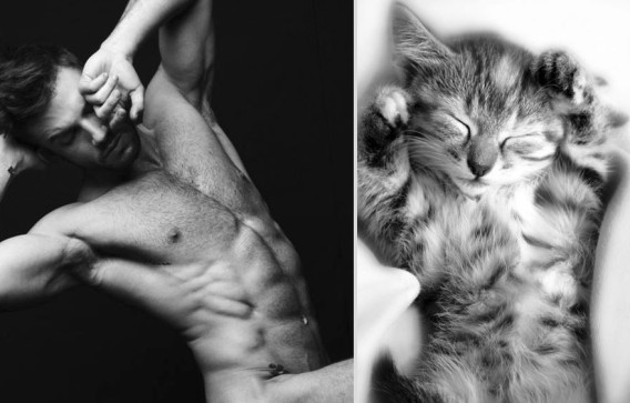 どっちが好き？同じようなポーズのイケメンと猫の比較画像