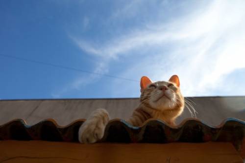 福岡にあった猫の島の写真