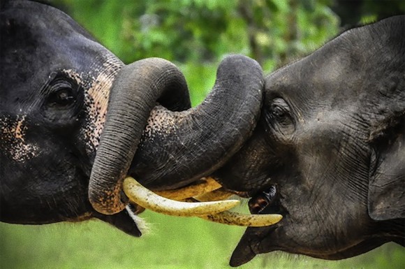 動物たちがキスする写真