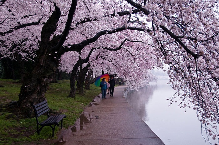 世界に咲く桜 