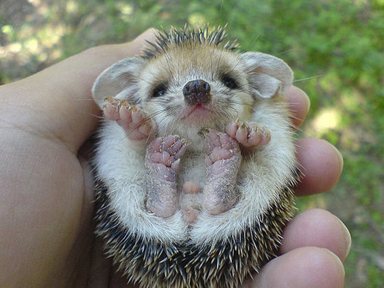 可愛すぎる動物の赤ちゃんの画像