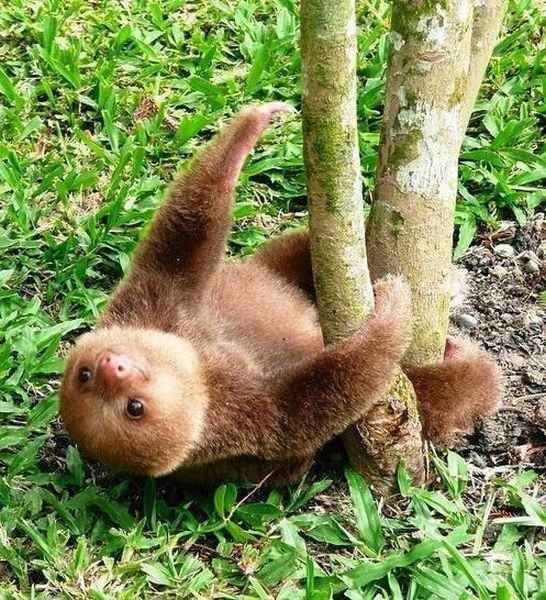 何だかほのぼのする動物の写真