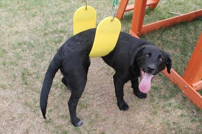 変顔や変な格好した犬の写真