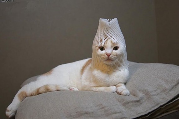 マジで可愛すぎる癒される猫の画像