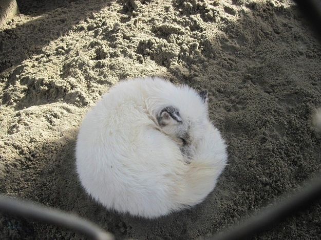 ふわふわで思わず「もふもふ」したくなる可愛い動物