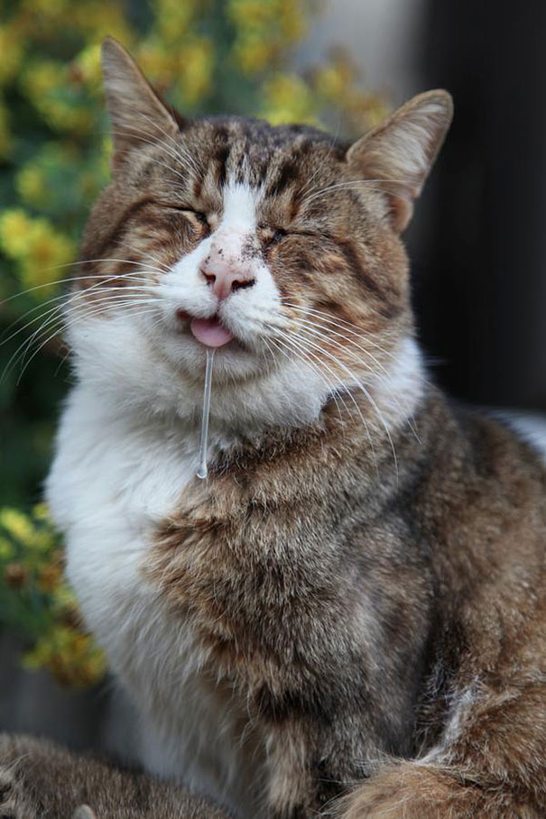 マジキチフェイスな動物たちの写真
