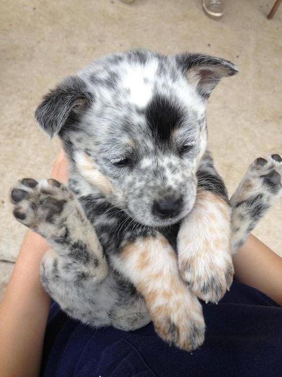 思わず微笑んでしまう可愛い動物達の写真