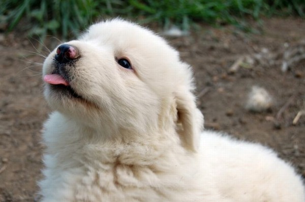 子犬の写真が本当に可愛すぎてワロタｗｗｗ写真