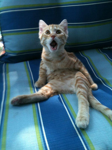 何かにおびえるキュートな動物たちの写真