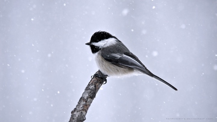 とにかく可愛い鳥の画像が集まったよ！写真