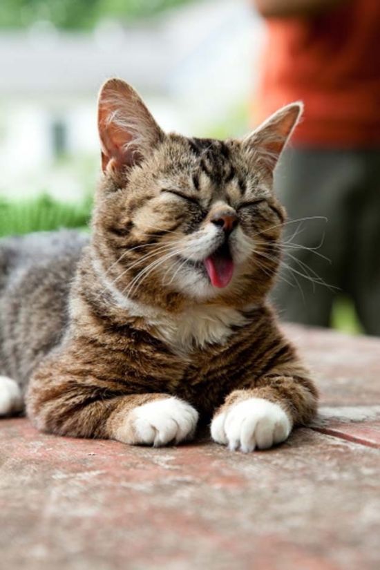 思わず微笑んでしまう可愛い動物達の写真