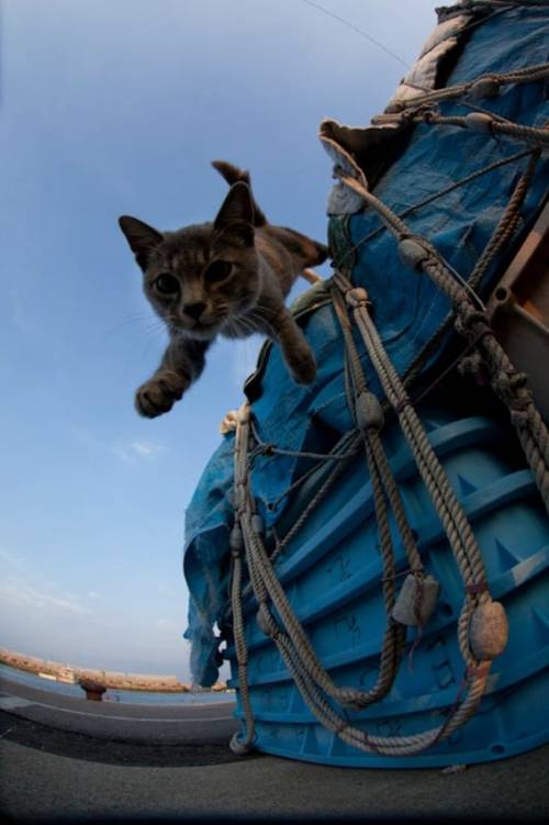 福岡にあった猫の島の写真