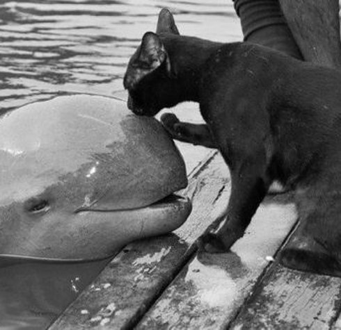シロイルカの人懐っこさが可愛すぎる写真