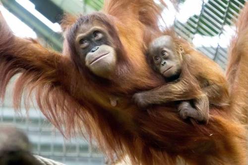 かわいい動物の画像