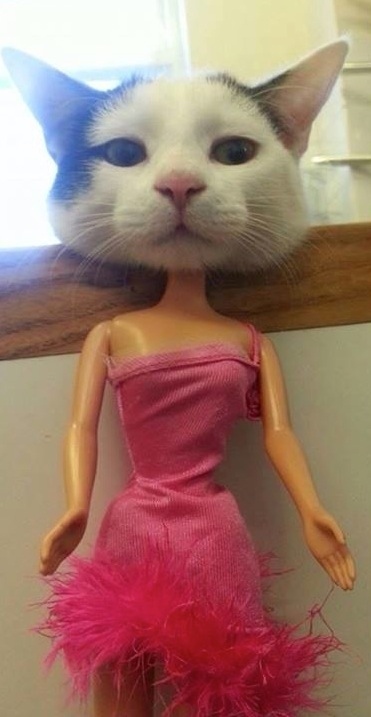 とにかく魅力的な猫の写真