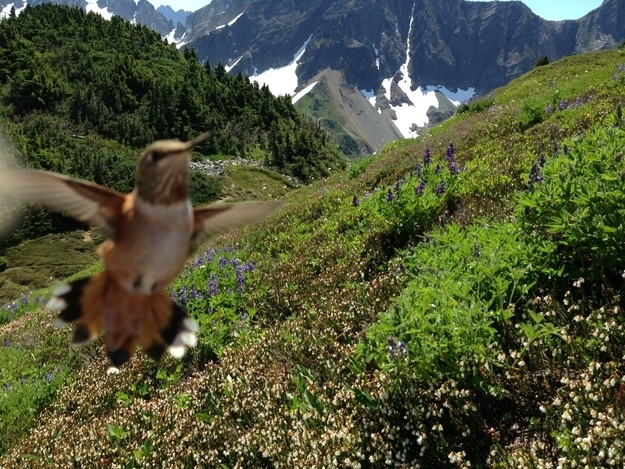 写真に写りたくてしょうがない動物たち