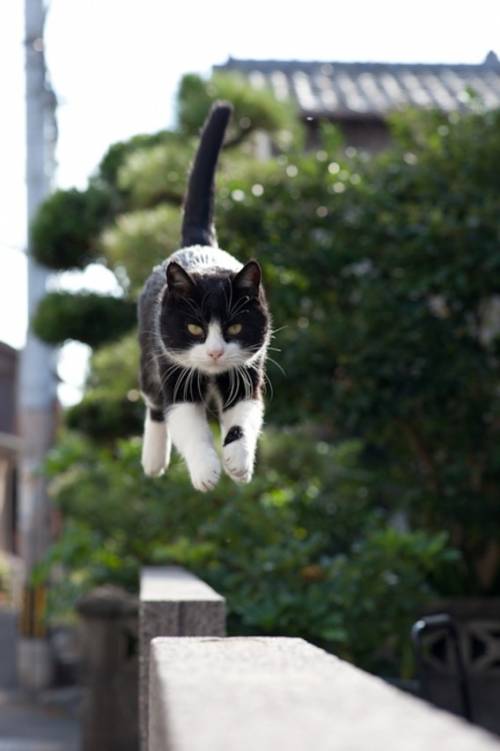 福岡にあった猫の島の写真