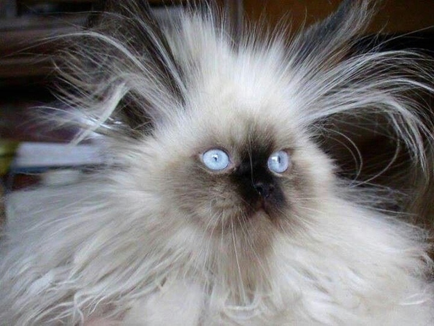 とにかく魅力的な猫の写真