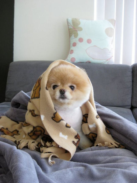 世界一可愛い子犬のBoo