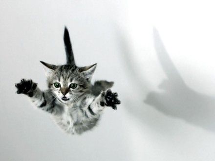空中を飛行する猫たちの可愛い写真